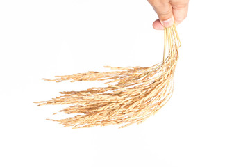 Japanese Hand holding rice in the paddy isolated on white background.