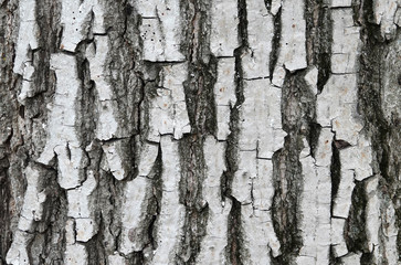 Walnut tree bark nature background grey cracks
