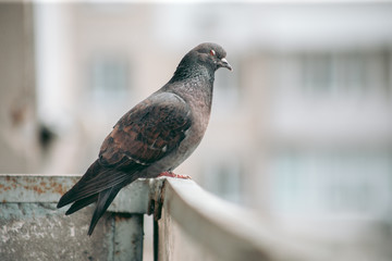 City pigeon sits on a fence in the street