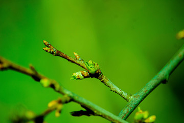 the kidneys, tree, screen, branch, april, spring