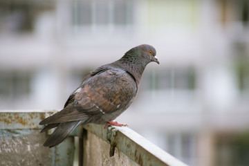 City pigeon sits on a fence in the street