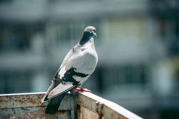 City pigeon sits on a fence in the street