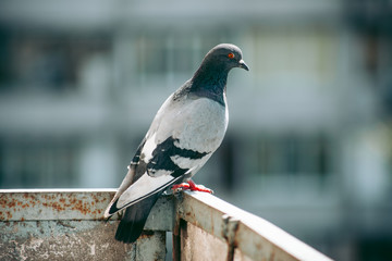 City pigeon sits on a fence in the street