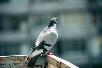 City pigeon sits on a fence in the street