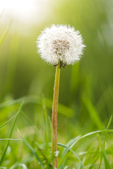 Lonely dandelion in green surrounding backlit by soft sunlight