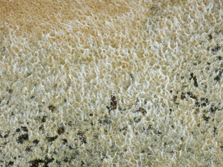 Ulva (Enteromorpha) intestinalis cover on the concrete staircase of the breakwater