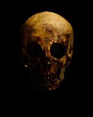 real skull is isolated on black background