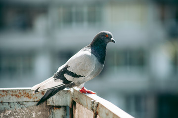 City pigeon sits on a fence in the street