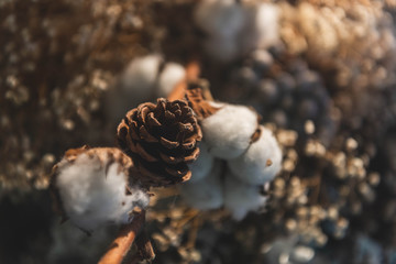 Cotton plants and pinecones