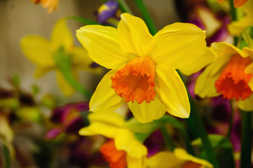 Yellow Narcissus . Daffodil on a green background. Spring flower daffodil narcissus , close-up