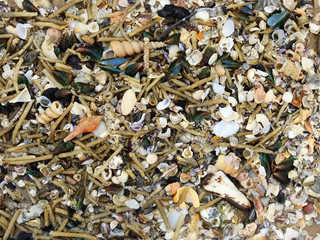 pile of shell on the beach