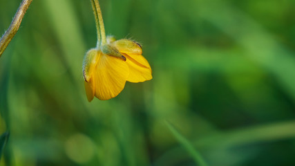 Creeping buttercup in the meadow