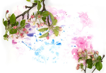 Fototapeta na wymiar Pink fruit apple blossom flower and hand painted watercolor blot spot on white background. A4 paper size border frame photo with free blank copy space for text. For card, invitation or wedding decor