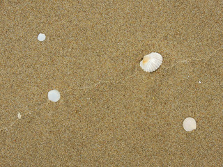 Sea shells on sand beach
