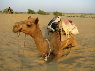 camel in the Thar Desert Jaisalmer Rajasthan india