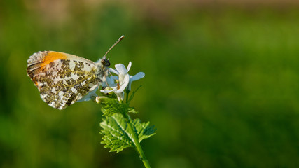 Orange-tip butterfly on a white flower. Close-up photography