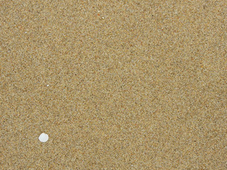 Fototapeta na wymiar Sea shells on sand beach
