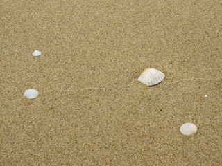 Sea shells on sand beach