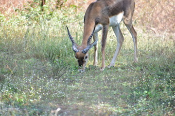 Indian Male  blackbuck, also known as the Indian antelope