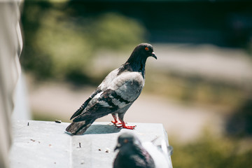 City pigeon sits on a fence in the street