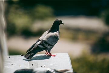 City pigeon sits on a fence in the street