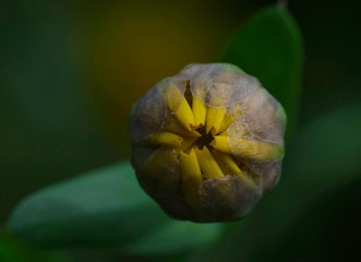Close-up of yellow gerbera flower bud