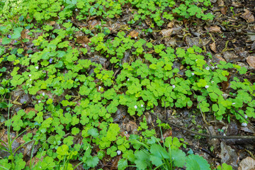 Field of common wood sorrel starting flowering on forest floor