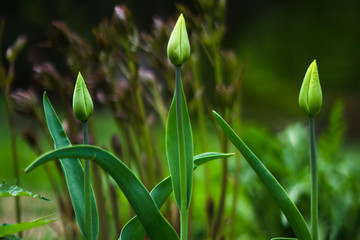 tulips in the garden