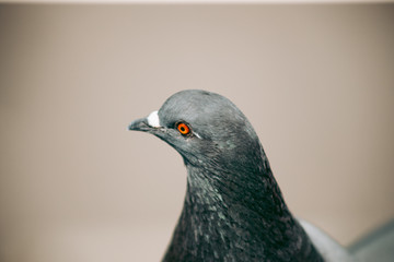 City pigeon sits on a fence in the street