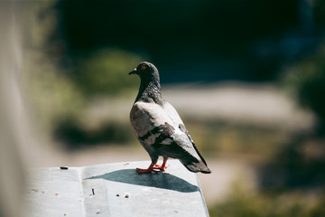 City pigeon sits on a fence in the street