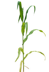 Young green corn growing on the field Young Corn Plants  White background