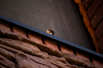 birds, sparrow, titmouse