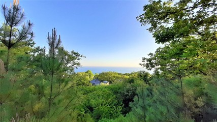 trees and fir trees in the forest in summer against the background of blue sky and beautiful sea in summer
