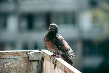 City pigeon sits on a fence in the street