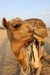 camel in the Thar Desert Jaisalmer Rajasthan india