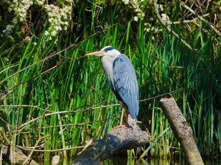 Heron 