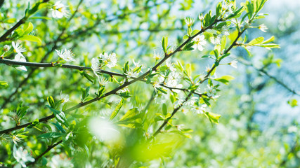 Blossom flowers