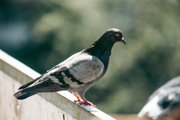 City pigeon sits on a fence in the street