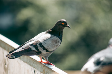 City pigeon sits on a fence in the street
