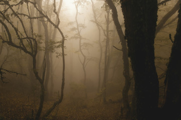 silhouettes of trees in a misty, mystical autumn forest. fairy forest