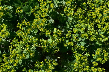 Fototapeta premium Green nature background.