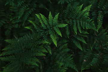 Fototapeta na wymiar fern in the Botanical garden