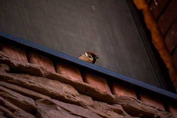 birds, sparrow, titmouse