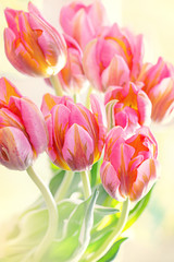 Close-up floral composition with a pink tulips. Many beautiful fresh pink tulips .
