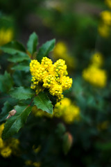 yellow flowers in the garden on green background