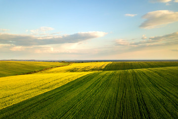 Aerial view of bright green agricultural farm field with growing rapeseed plants at sunset.