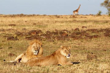 lion and lioness relaxing in savannah