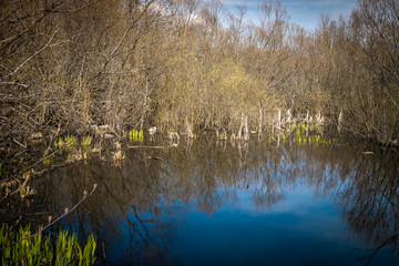 Spring views of landscape parks and squares of Saint Petersburg