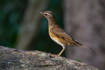 Fototapeta premium Eyebrowed Thrush bird with a brown top body Males have more gray color on their heads than females. The body is dark orange. Females have more white on the neck.