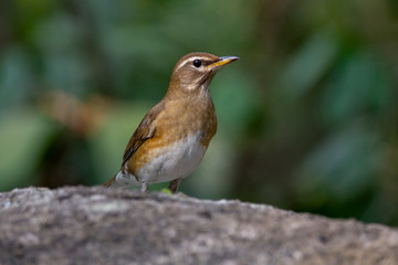 Eyebrowed Thrush bird with a brown top body Males have more gray color on their heads than females. The body is dark orange. Females have more white on the neck.